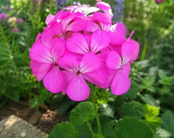 Purple Pink Zonal Geranium Cuttings – Live Pelargonium Starter Plants for Garden