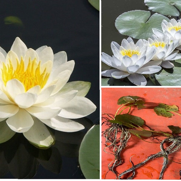 Hardy Water Lily Live Plant - Pink & White Blooms, Full Sun/Part Shade, Pond Plant 2 thumbnail image