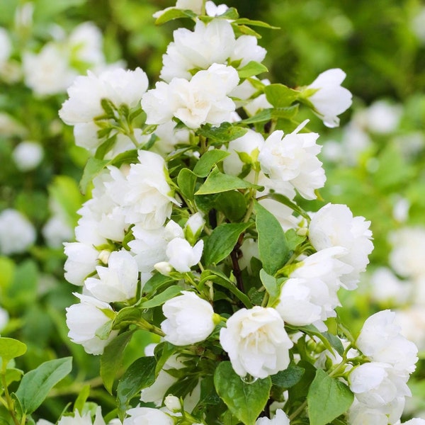 Philadelphus 'SNOWBELLE'-Mock Orange- STARTER PLANT 5-7 inch