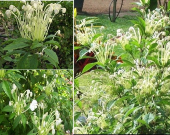 MUSICAL NOTES- Clerodendrum incisum- Small Well Rooted Starter Plant
