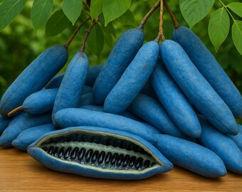 Blue Sausage Fruit Tree Seeds – Edible & Ornamental | Decaisnea