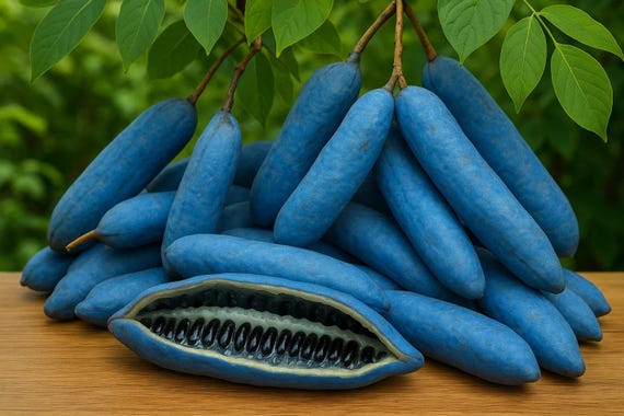 Blue Sausage Fruit Tree Seeds – Edible & Ornamental | Decaisnea