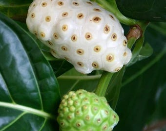 NONI Morinda citrifolia Cheese exotic fruit organic herb seed 25 seeds