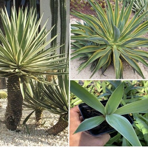 Agave Desmettiana Variegata Baby Live Plant 6+” Tall Pot 3”