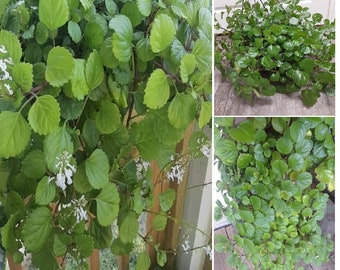 Swedish Ivy Ready to Plant w/ Roots