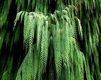 Kashmir Bhutan Weeping Cypress Seeds – Cupressus Cashmeriana | Blue Evergreen Tree - 10 Seeds