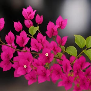 May include: Close-up of vibrant pink bougainvillea flowers with green leaves. The flowers have a delicate, papery texture and are clustered along the branches. The background is blurred, highlighting the flowers.