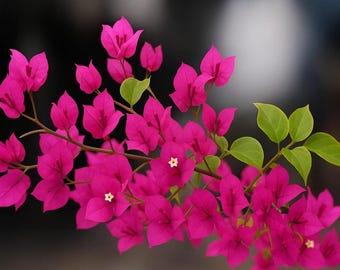 Torch Glow Bougainvillea – Live Magenta Pink Plant (3 Inch Pot)