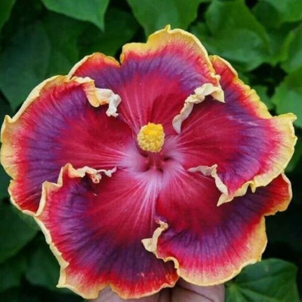 Bare Root Hibiscus Etsy