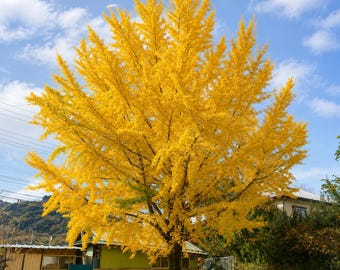 Ginkgo Biloba Tree – 12-24 Inch Bare Root Gingko Plant for Garden & Landscape
