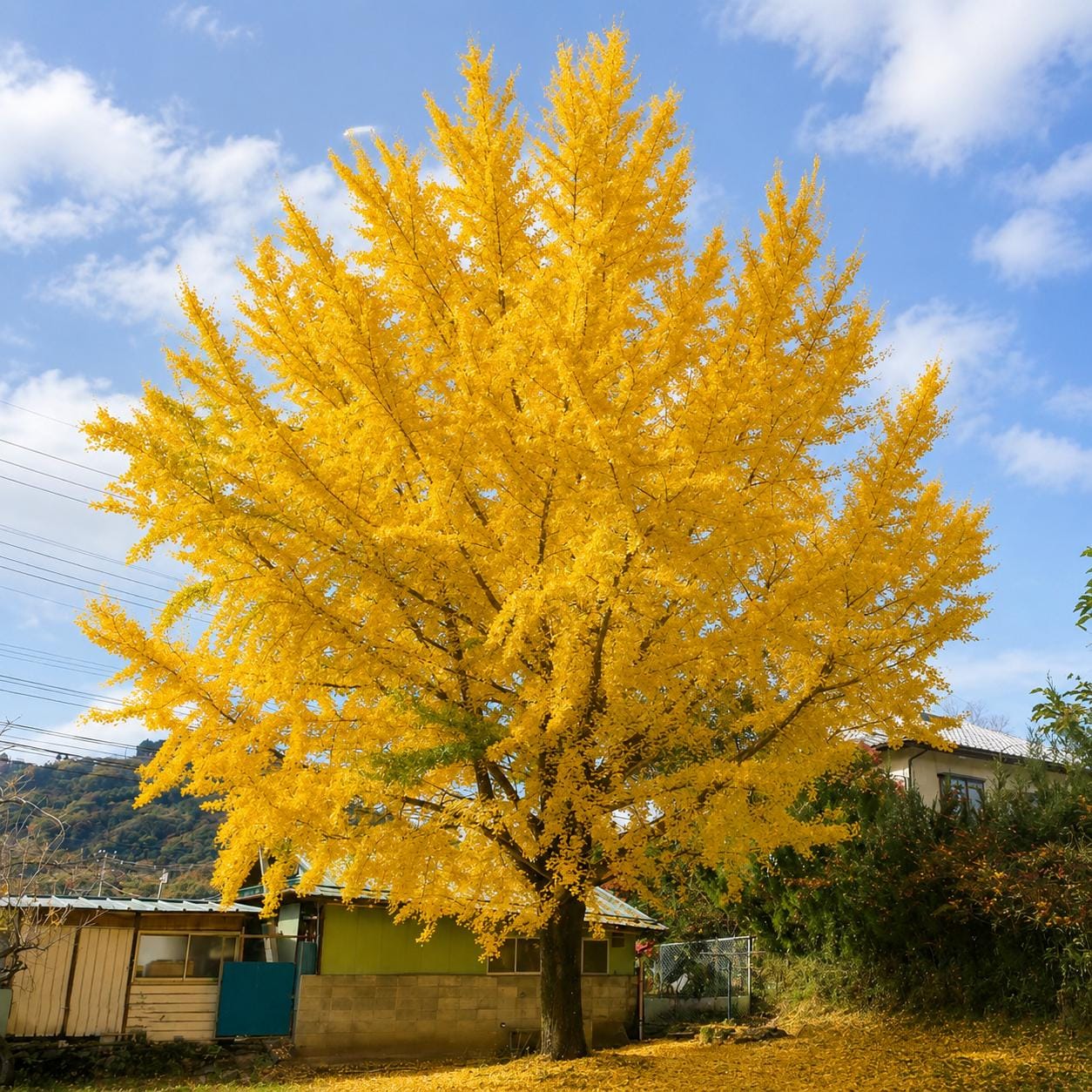 Ginkgo Biloba Tree - 12-24 Inch Bare Root Gingko Plant for Garden & Landscape