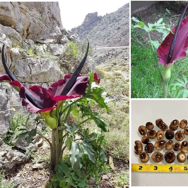 Dracunculus Vulgaris Voodoo Lily Corpse Flower Dragon Arum Bulbs Tubers Corms