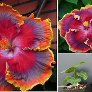 1 NIGHT RUNNER - SMALL Rooted Tropical Hibiscus Starter Plant- Ships Bare Root