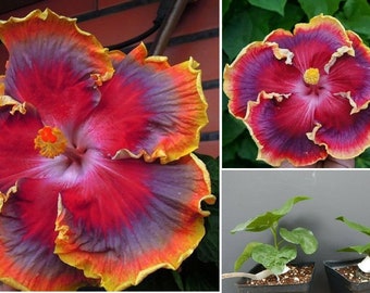 1 NIGHT RUNNER - SMALL Rooted Tropical Hibiscus Starter Plant- Ships Bare Root