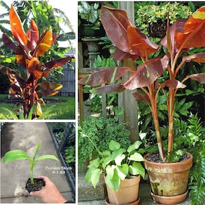 May include: A red and green banana plant with variegated leaves. The plant is in a terracotta pot and is growing in a garden setting. The plant is labeled "Current Stock 4-1-23".