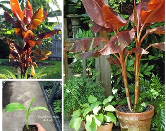 Musa - 'Siam Ruby' - Live Banana Plant