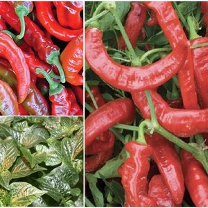 May include: A close-up of a pile of red chili peppers. The peppers are long and thin, with a slightly curved shape. They are all bright red and shiny.