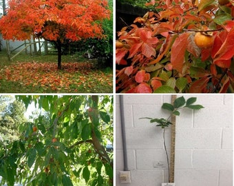 American Persimmon tree qt. pot - Diospyros virginiana 'American