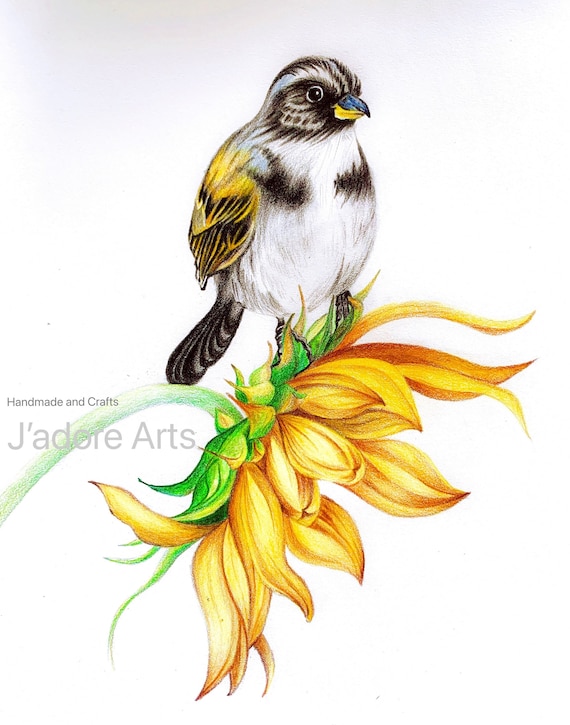 45 Beautiful Flower Drawings and Realistic Color Pencil Drawings