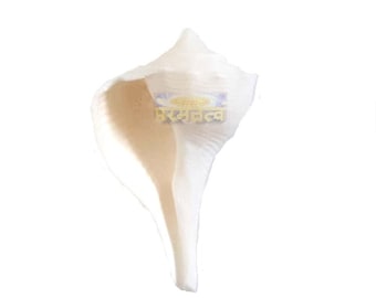 Dakshinavarti Shankh Lakshmi Shankh Laxmi Conch (1.5 to 2 Inches Small) for Navratri Holi and Deepawali Pooja FREE Shipping across the GLOBE