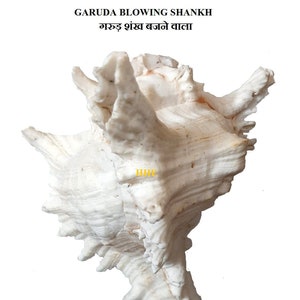 Garuda Blowing Shankh Vamavarti Shankh voor Pooja Set van 1 (6,5 tot 8 inch) gratis expresverzending over de hele wereld