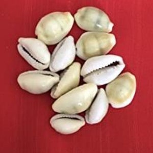 Può includere: Una collezione di conchiglie di cauri bianche, un tipo di conchiglia di mollusco marino, con una finitura liscia e lucida.