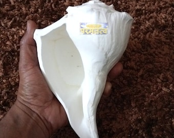 Rare Big Dakshinavarti Shankh Lakshmi Shankh Laxmi Conch (Giant Dakshinavarti Shankh 8  Inches) FREE -- Shipping across the GLOBE
