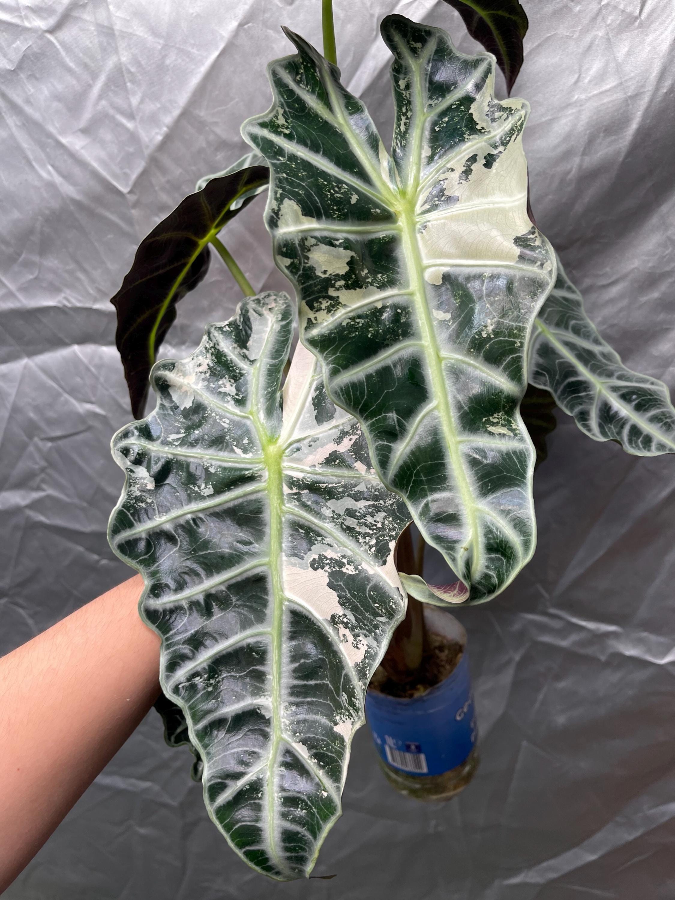 極斑入り アロカシア ノビリスピンク 極斑入り アロカシア ノビリスピンク Alocasia nobilis pink