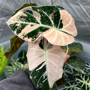 【芋】 アロカシア　ノビリス　斑入り　ピンク Alocasia nobilis pink variegated - Etsy 日本