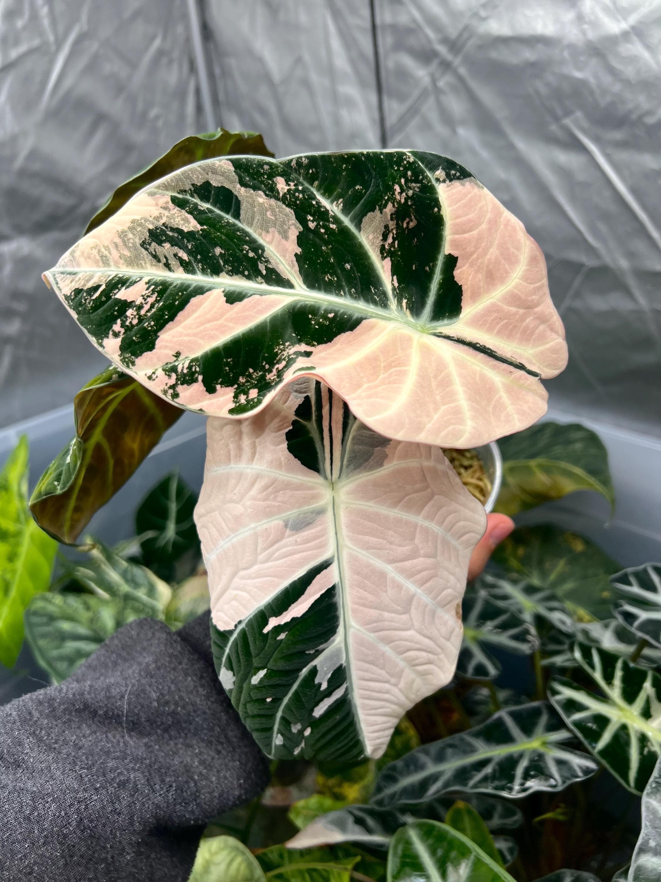 【芋】 アロカシア　ノビリス　斑入り　ピンク Alocasia nobilis pink variegated - Etsy 日本