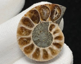 Ammonite Fossil, Freeform Cabochon, 23x18x6 MM, 16 CTS, Beautiful Cabochon,6777