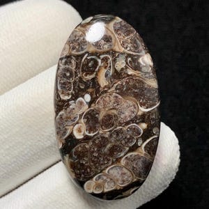 Turritella Agate, Oval Cabochon, 35x20x6 MM, 40 CTS, Beautiful Cabochon, #12726