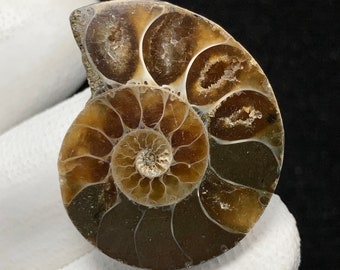 Ammonite Fossil , Freeform Cabochon, 28x22x7 MM, 27 CTS, Beautiful Cabochon,6772