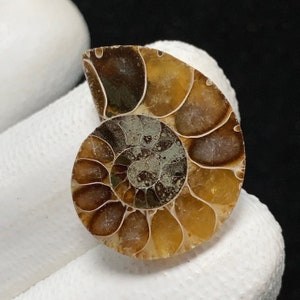 Ammonite Fossil, Freeform Cabochon, 22x17x5 MM, 13 CTS, Beautiful Cabochon,7111