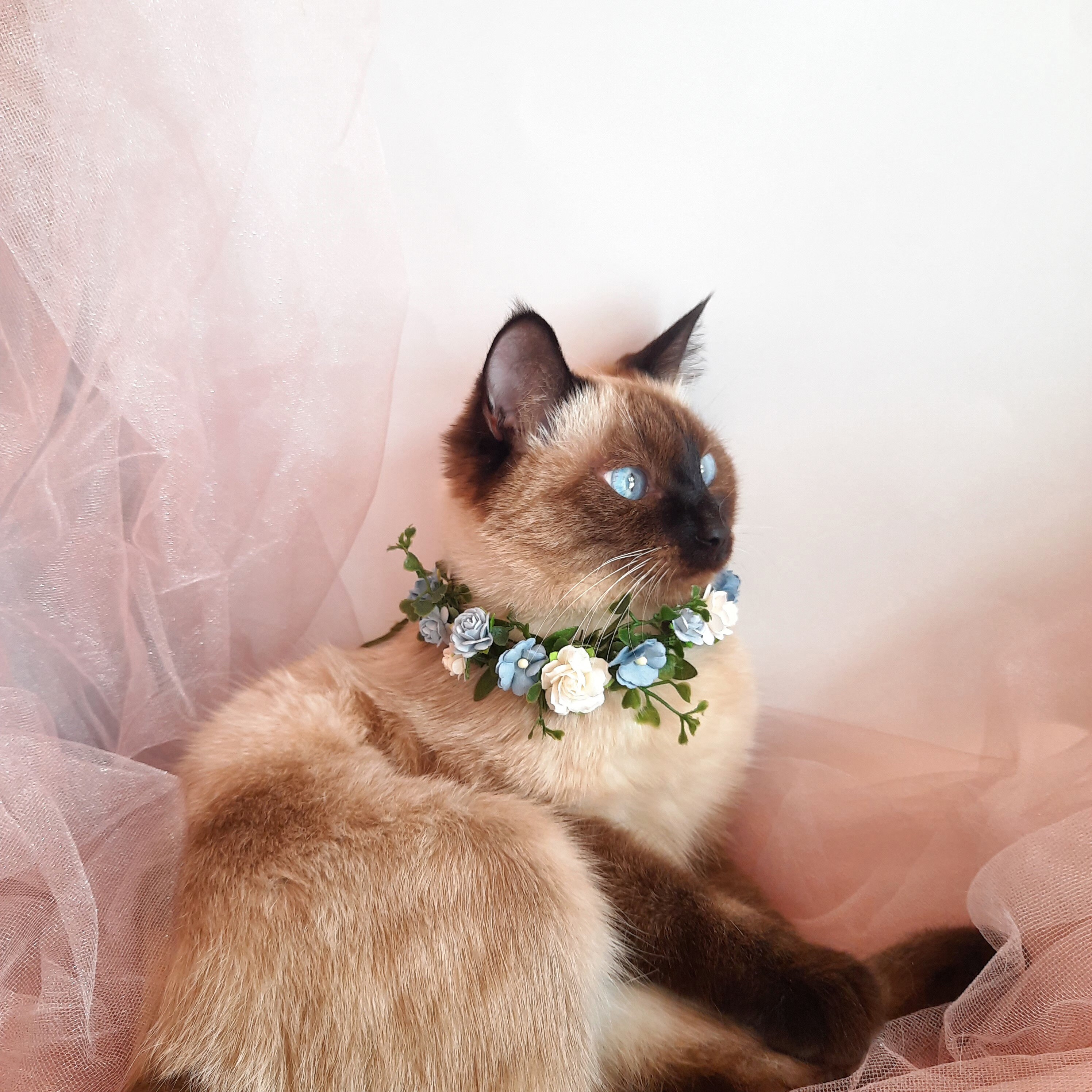 Cat Flower Collar Dusty Blue Flower Collar Pet Floral Etsy