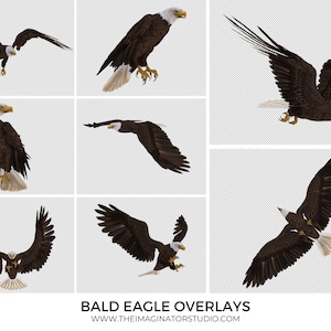 Weißkopfseeadler PNG | Weißkopfseeadler Overlays | Weißkopfseeadler Clipart | Fotografie | Photoshop | Overlays | Weißkopfseeadler Clipart | Amerikanischer Weißkopfseeadler