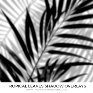 Skuggöverlägg | bladskugga | monstera | palmblad | Photoshop-överlägg | skugga | tropiska löv | överlägg | digitalt | nedladdning | löv