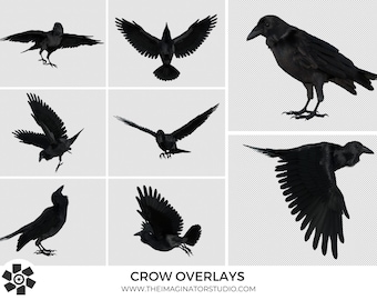 Crow Overlays | Raven | Bird overlays | Crow PNG | Photoshop Overlay | Animals | Composite | Transparent Background | Bird Photoshop Overlay