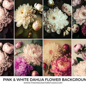 Pink and white dahlia flower backgrounds | Digital Backgrounds | Floral Backgrounds | Digital Backdrops | Flower Backgrounds for Photoshop