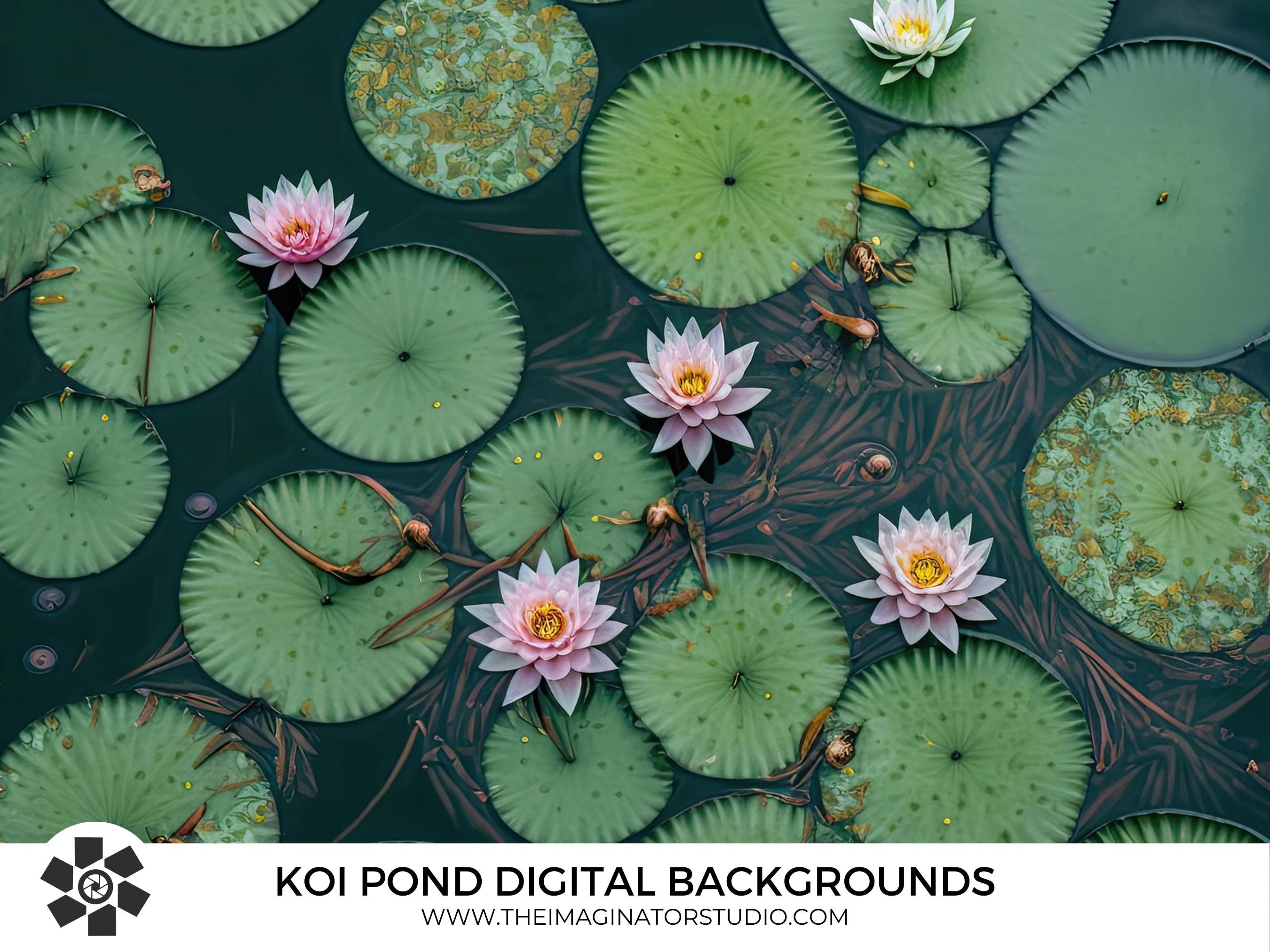 Koi Pond Digital Backgrounds | Koi | Water Lily | Lotus Flower
