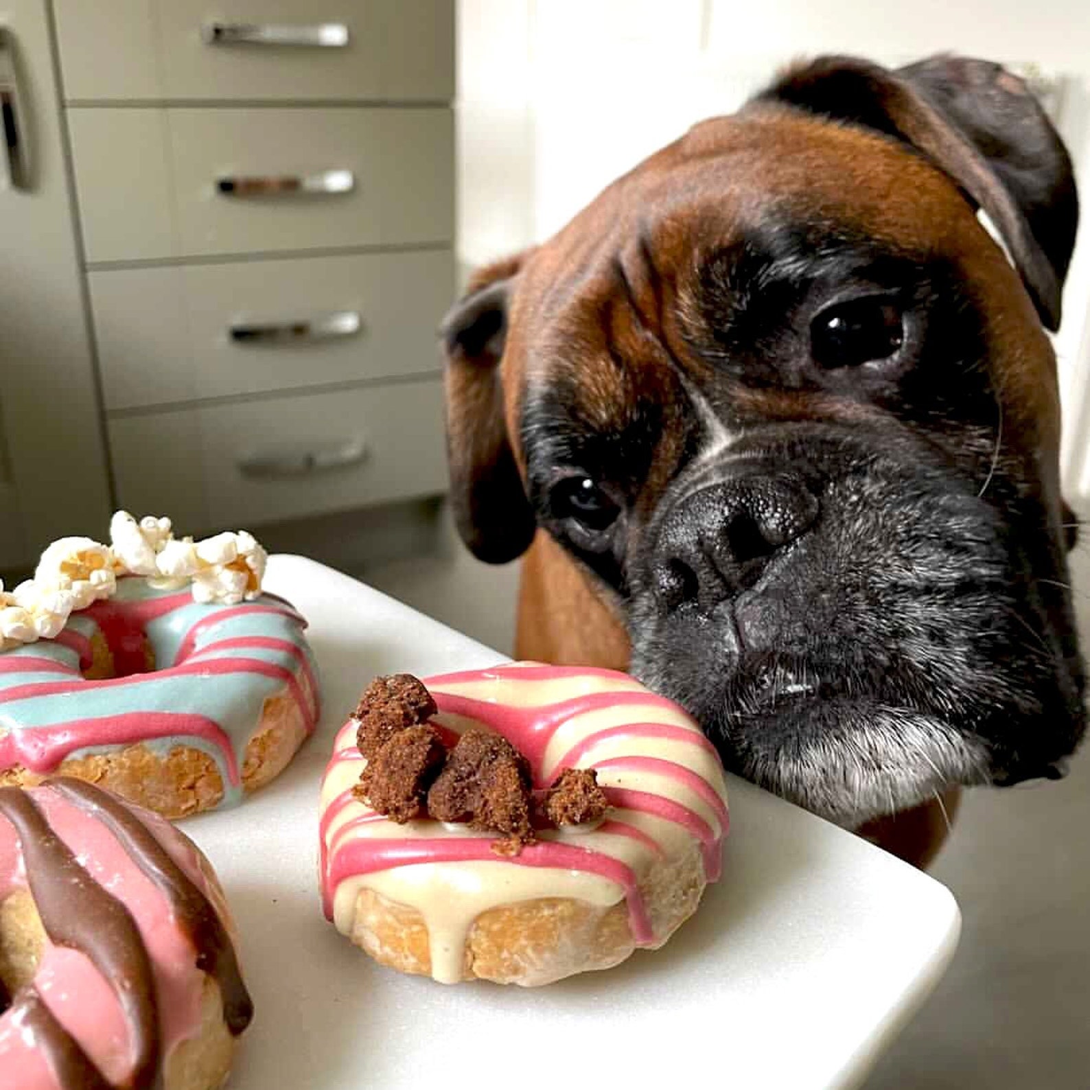 Dog Donuts Etsy