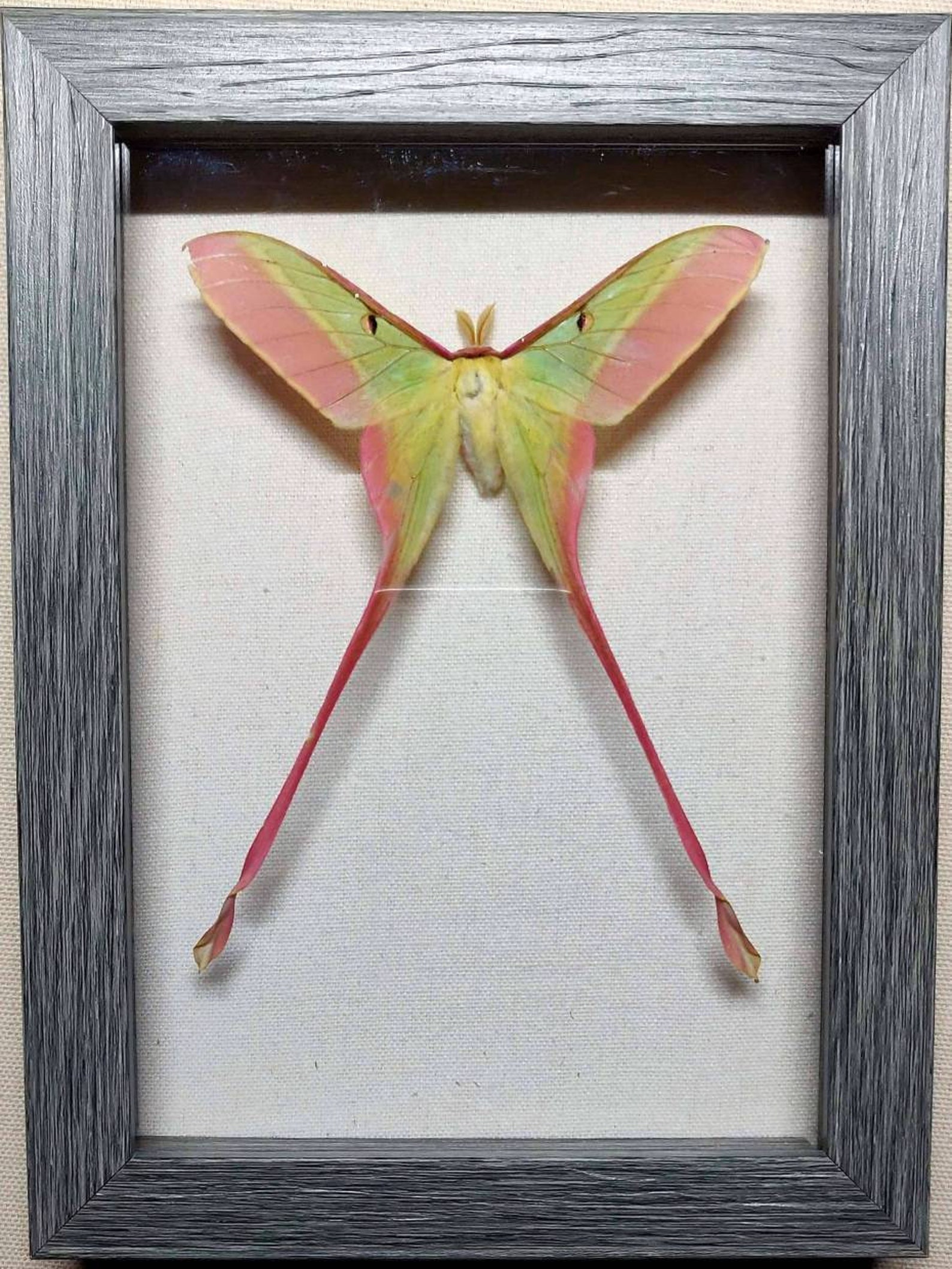 Chinese LUNA Moth Taxidermy Mount Insect Display | Etsy