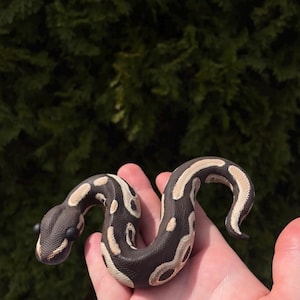 May include: A small, patterned snake with a dark brown body and cream-colored markings is held in a person's hand. The snake's head is dark brown with black eyes. The background is a blurred green.