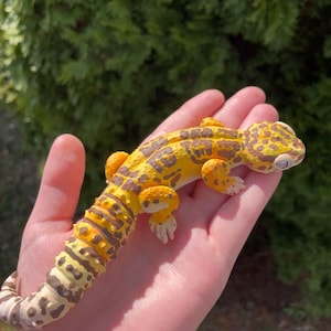 May include: A yellow and brown leopard gecko with black spots, held in a person's hand.