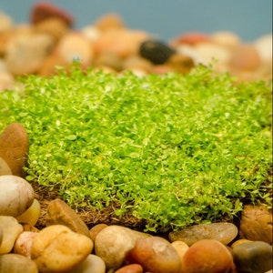 Dwarf Baby Tears on Coco Fiber Mat 3&quot; x 3&quot; Beginner Live Aquarium Pond Plant