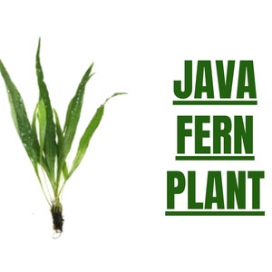 BUY2GET1FREE Java Fern Microsorum pteropus Easy Live Aquarium Plants