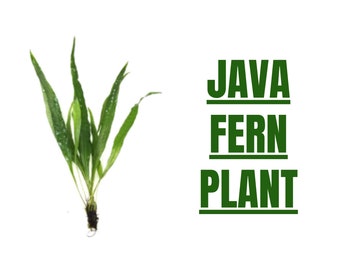 BUY2GET1FREE Java Fern Microsorum pteropus Easy Live Aquarium Plants