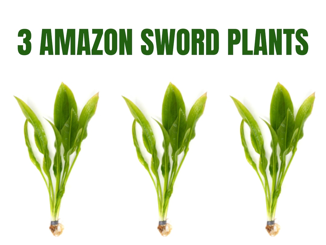 BUY2GET1 FREE Amazon Sword Plant Large Echinodorus Sp Live Aquarium