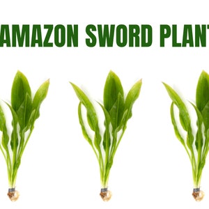 May include: Three green Amazon Sword plants with roots, ready to be planted in an aquarium.