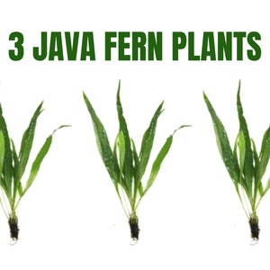 May include: Three Java fern plants with long, green leaves and dark roots are displayed against a white background. The text "3 JAVA FERN PLANTS" is in green above the plants. The plants have a fresh, vibrant appearance.